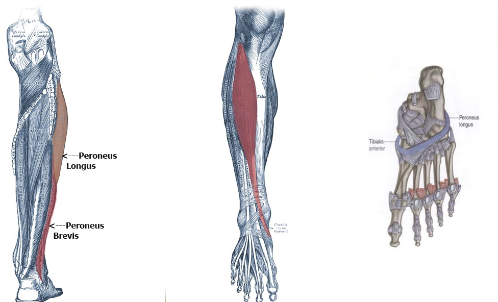Anatomia - mięśnie strzałkowe oraz piszczelowy przedni - kolano biegacza